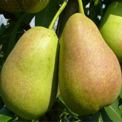 Груша Амфора (двухлетняя)