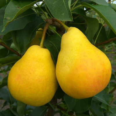 Груша Шарне (дворічна)