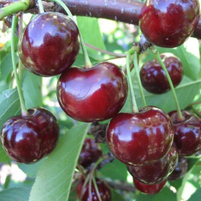 Вишня Ксения (двухлетняя)