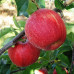 Яблоки Гала (плоды, 2 кг)