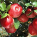 Яблоки Гала (плоды, 2 кг)
