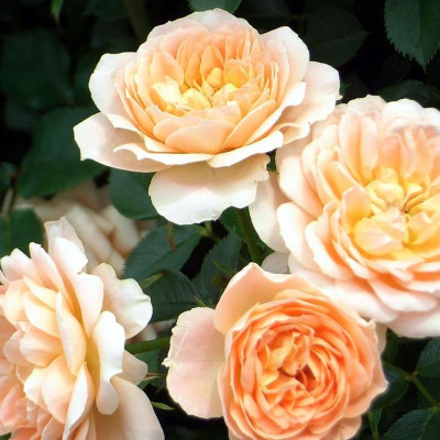 Саджанці бордюрних троянд Світ Дрім Крим