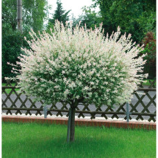 Верба цільнолиста Hakuro-Nishiki (Хакуро-Нішики) / штамб, 120 см Верба цільнолиста Hakuro-Nishiki (Хакуро-Нішики) / штамб, 120 см