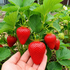 Клубника Альба (ОКС)  5шт