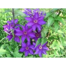 Клематис Фантазія