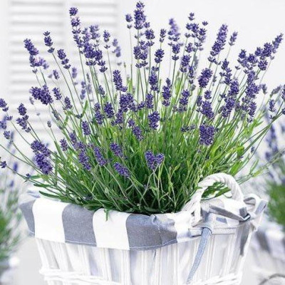 Лаванда Essence Purple двухлетняя (ОКС)