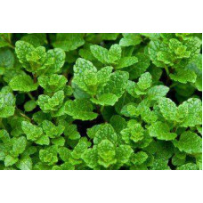 Мята марокканская (Mentha Moroccan)