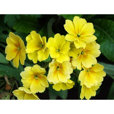 Примула Chic In Yellow