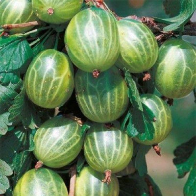 Крыжовник Инквинта / на штамбе, 100 см, ОКС