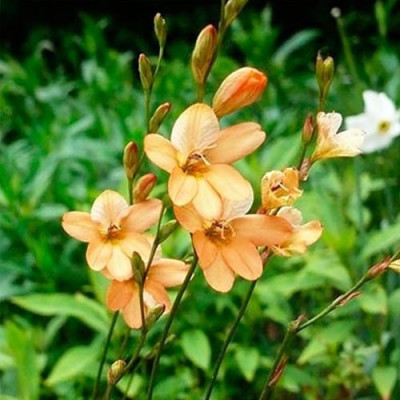 Тритонія Laxifolia (3 шт.)