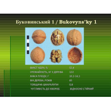 Грецкий орех Буковинский (привитый) однолетний