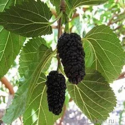 Шовковиця Стамбульська Чорна (сіянець, дворічна)