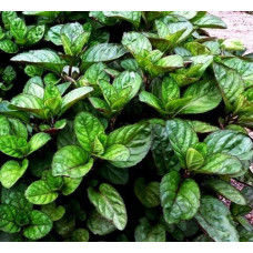 Мята апельсиновая (Mentha piperita Granada)