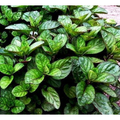 Мята апельсиновая (Mentha piperita Granada)