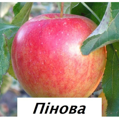 Яблуня Пінова (дворічна)