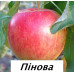 Яблуня Пінова (дворічна) Яблуня Пінова (дворічна)