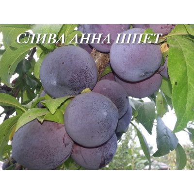 Саджанці сливи Анна Шпет