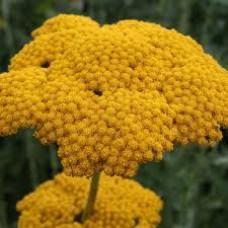 Деревій Parker's Variety (кореневище)