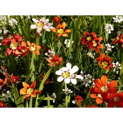 Спараксіс Tricolor (20шт.)