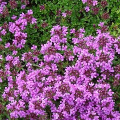 Чабрец Purple Beauty