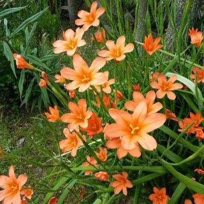 Гомерия Flaccida  (3 шт.)