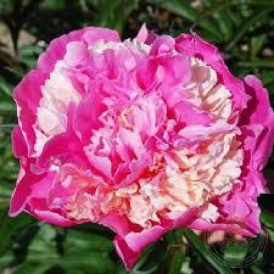Пион Травянистый Annemiek (корневище)