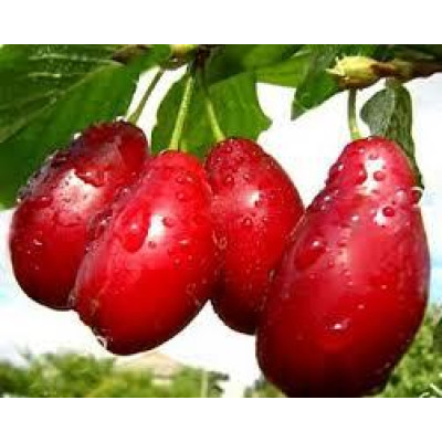 Кизил Светлячок (сеянец, двухлетний)