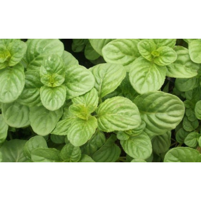 Мята яблочная (Mentha Rotundifolia)