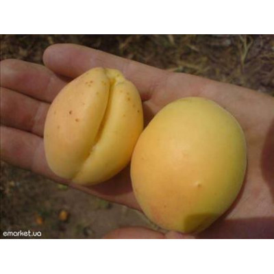 Абрикос Ананасний (дворічний)