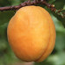 Абрикос Ананасний (дворічний)