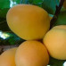 Абрикос Ананасний (дворічний)