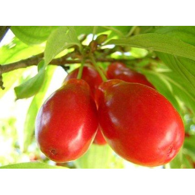 Кизил Елена (сеянец, двухлетний)