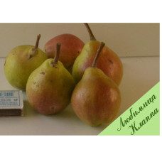 Груша Улюблениця Клапа (дворічна)