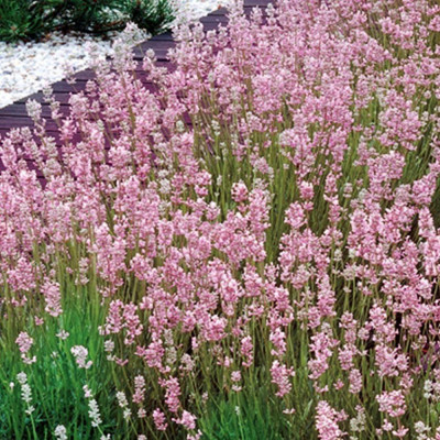 Лаванда розовая Rosea (ОКС)