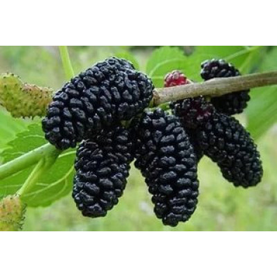 Шовковиця Чорна Перлина (однорічна, щеплена)