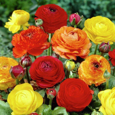 Ранункулюс Аsiaticus Tomer Мікс (10 шт.)