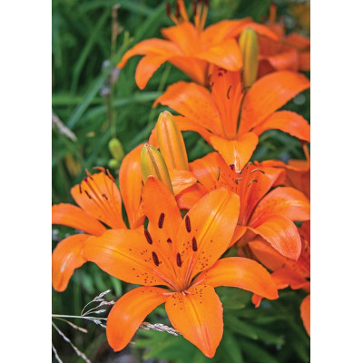 Лилия Orange Tone