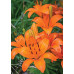 Лилия Orange Tone Лилия Orange Tone