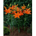 Лилия Orange Tone