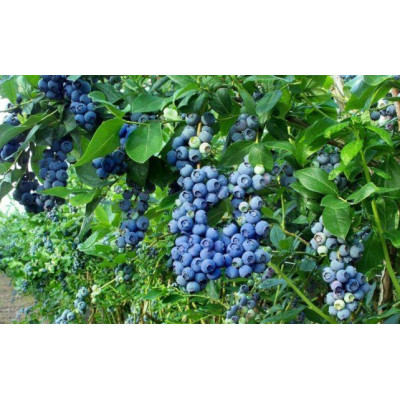 Лохина Патріот (дворічний, 40-50 см, ЗКС)