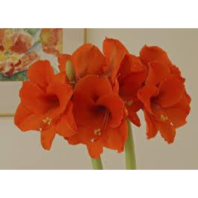 Aмариллис Orange Sovereign