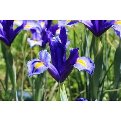 Ирисы Hollandica Blue (5шт.)