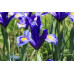 Ирисы Hollandica Blue (5шт.) Ирисы Hollandica Blue (5шт.)