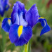 Ирисы Hollandica Blue (5шт.)