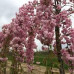 Сакура Плакучая