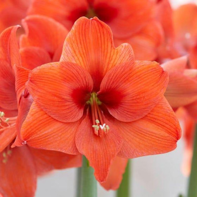 Aмариллис Naranja