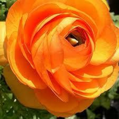 Ранункулюс Аviv Picotee Orange (3 шт.)