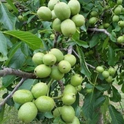 Грецкий орех Каларашский (привитый) однолетний