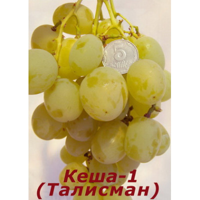 Саженцы винограда Кеша