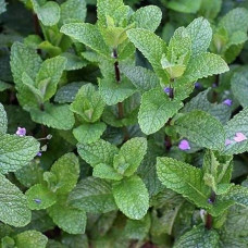 Мята клубничная (Mentha spicata Almira)